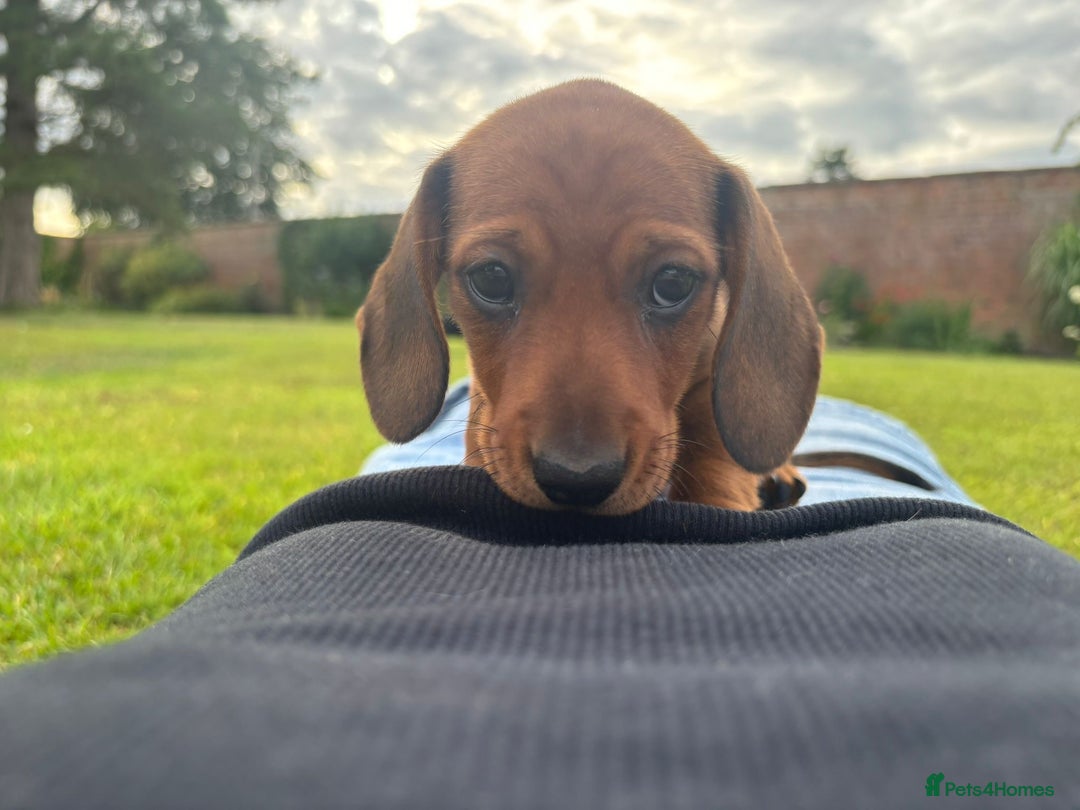 Miniature Dachshund dogs for sale: Beautiful short haired miniature dachshunds in Melton Mowbray - Image 8