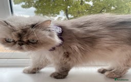 Persian cats for sale: Pure Persian 11 month old girl available now - Image 15