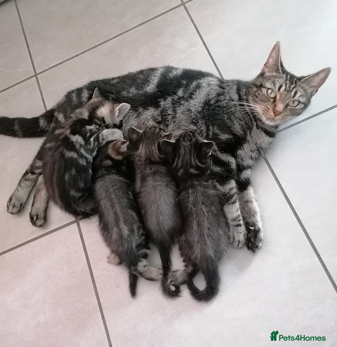 Mixed Breed cats for sale: Fluffy Bundles of Joy :) - Image 5