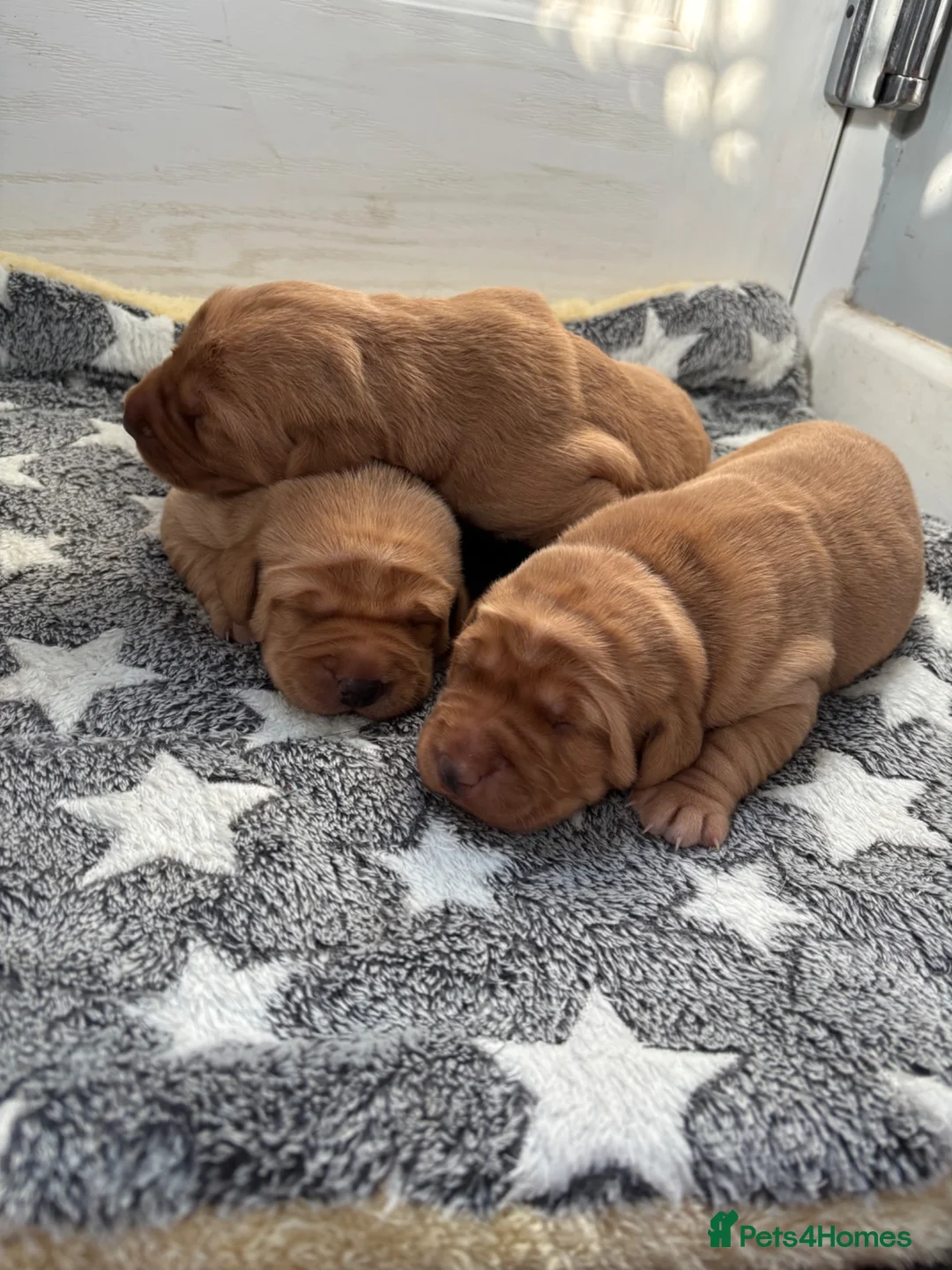 Labrador Retriever dogs for sale: Gorgeous KC Registered Labrador puppies  - Advert 2