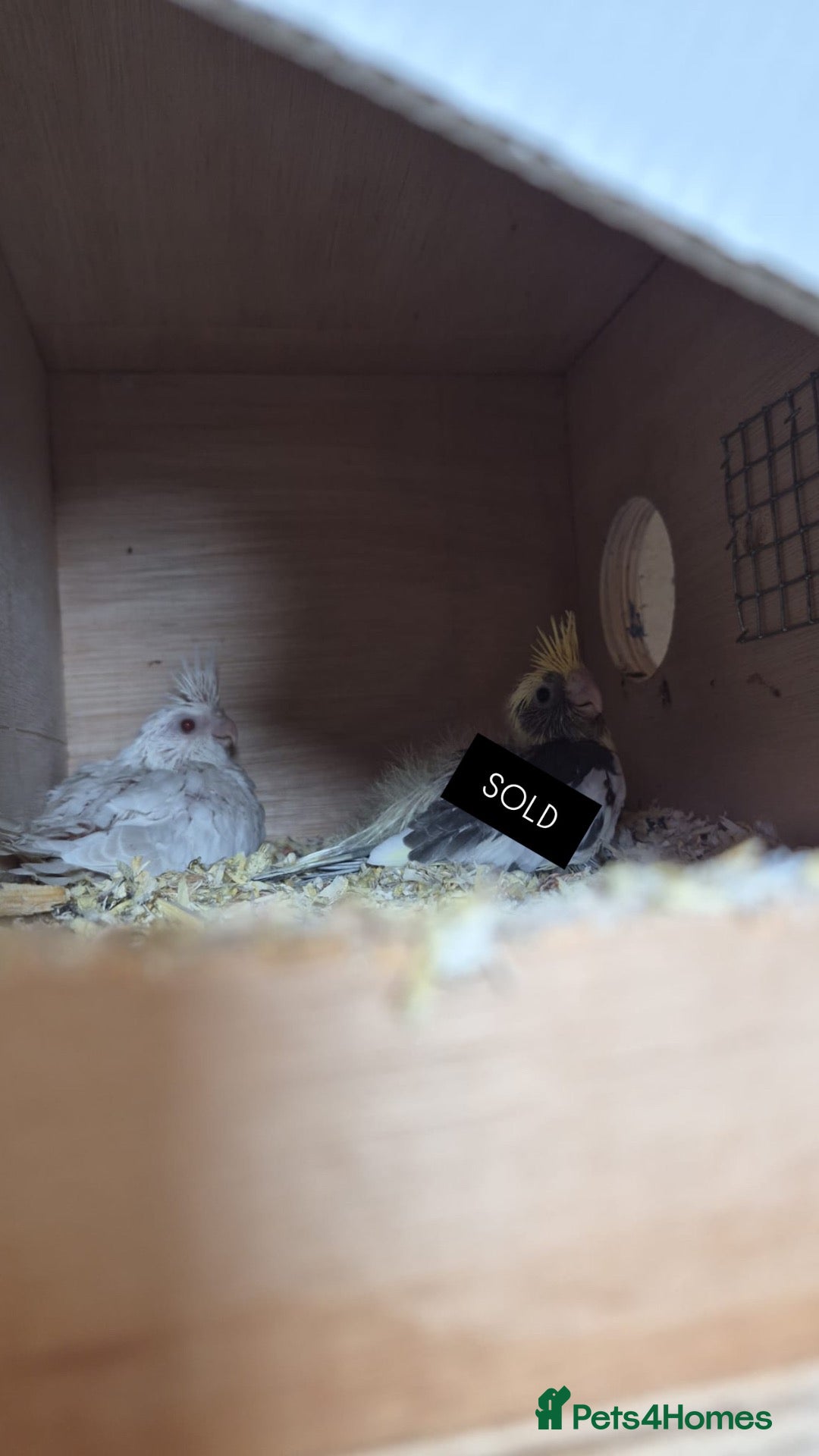 Cockatiels birds Hand Reared White Pied Baby Cockatiel - Advert 1