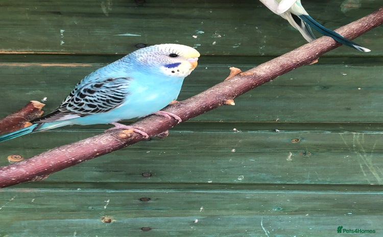 Budgerigars birds - Advert 1