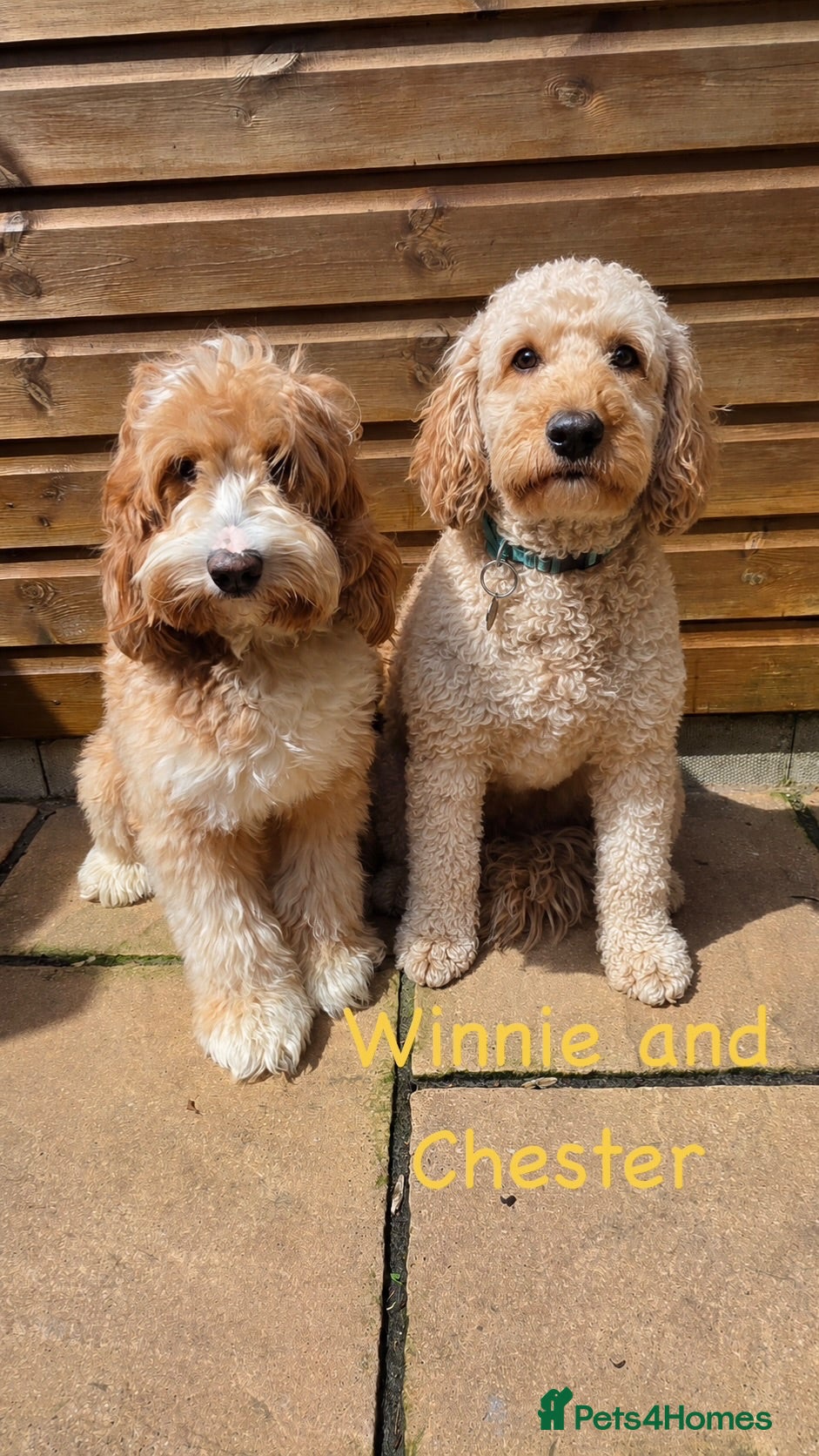 Mixed Breed dogs 🐾 Australian Double Doodle Puppies Expected 🐾 - Advert 1