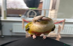 Conures birds for sale: 🌟 Beautiful Tame Conure – Rehoming 🌟 - Image 4