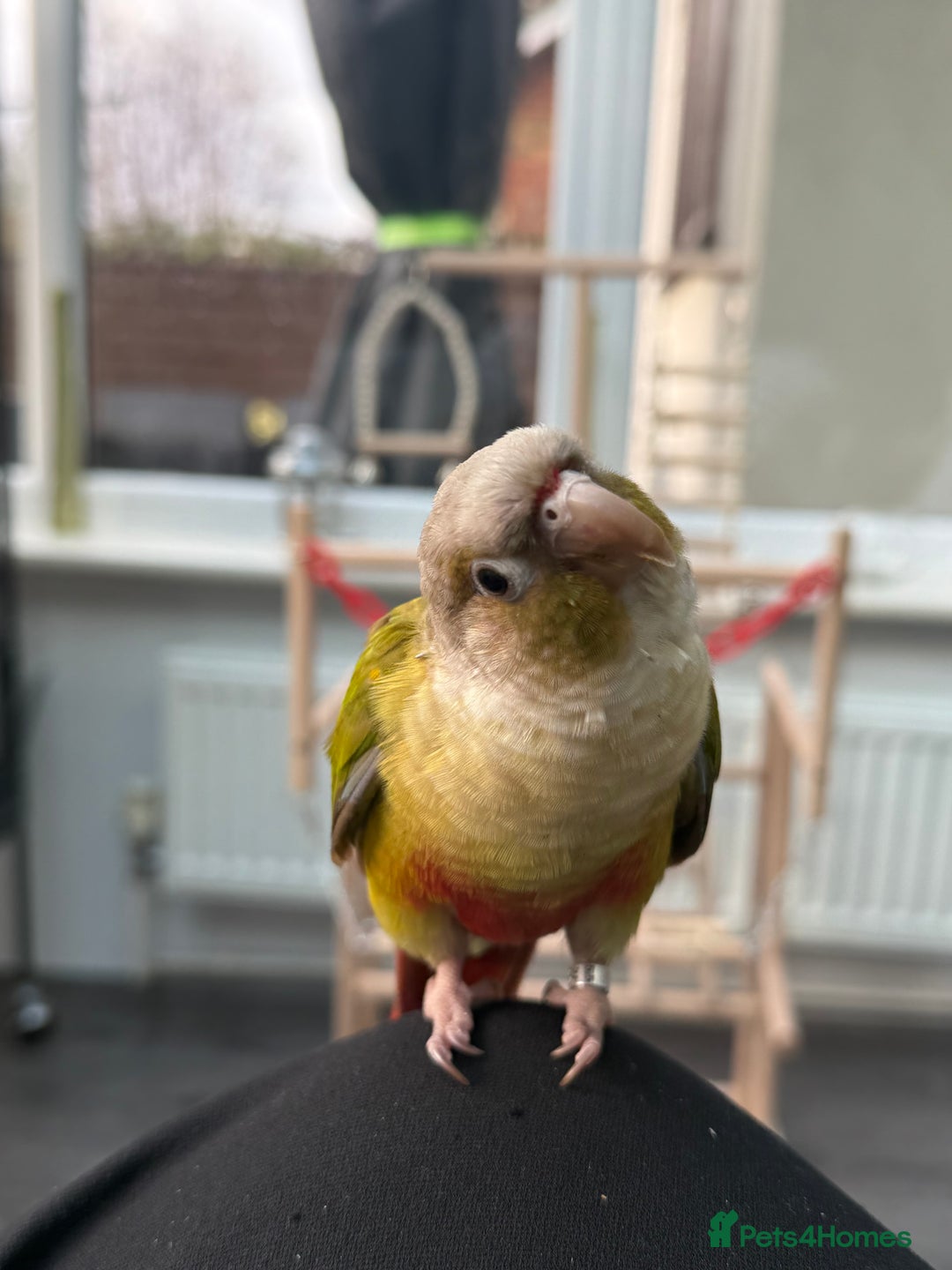 Conures birds for sale: 🌟 Beautiful Tame Conure – Rehoming 🌟 - Image 4