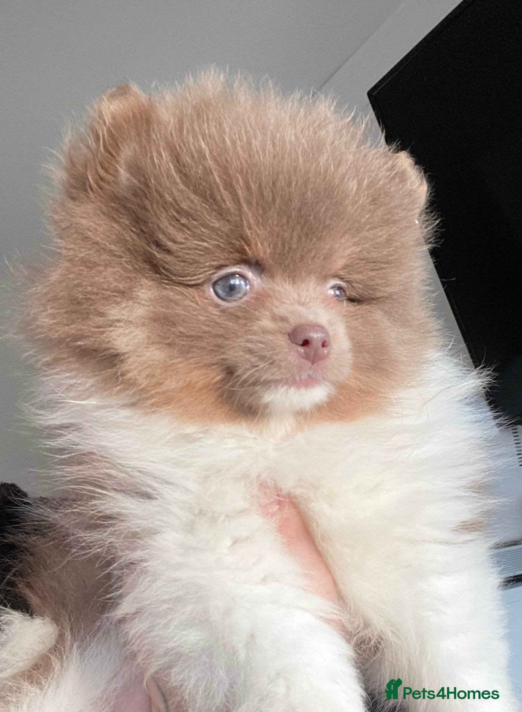 Pomeranian dogs FLUFFY TEDDY BEAR POMERANIANS 🐻  - Advert 4