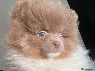 Pomeranian dogs FLUFFY TEDDY BEAR POMERANIANS 🐻 - Advert 4