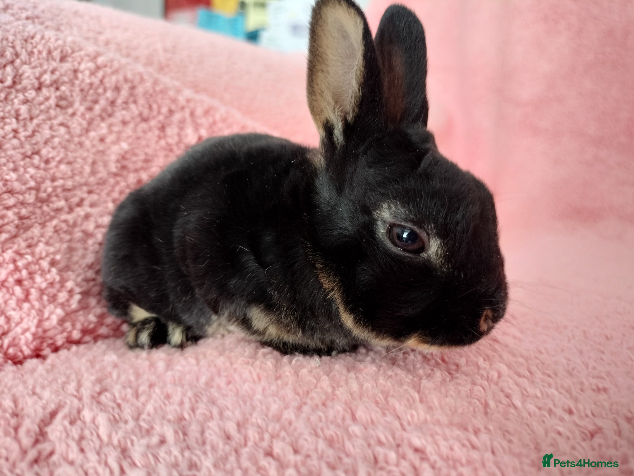 Rex rabbits Baby mini rex for sale  - Advert 4