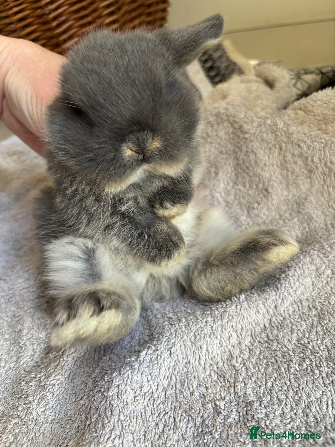 Mini Lop rabbits for sale: Mini Lops - Image 9