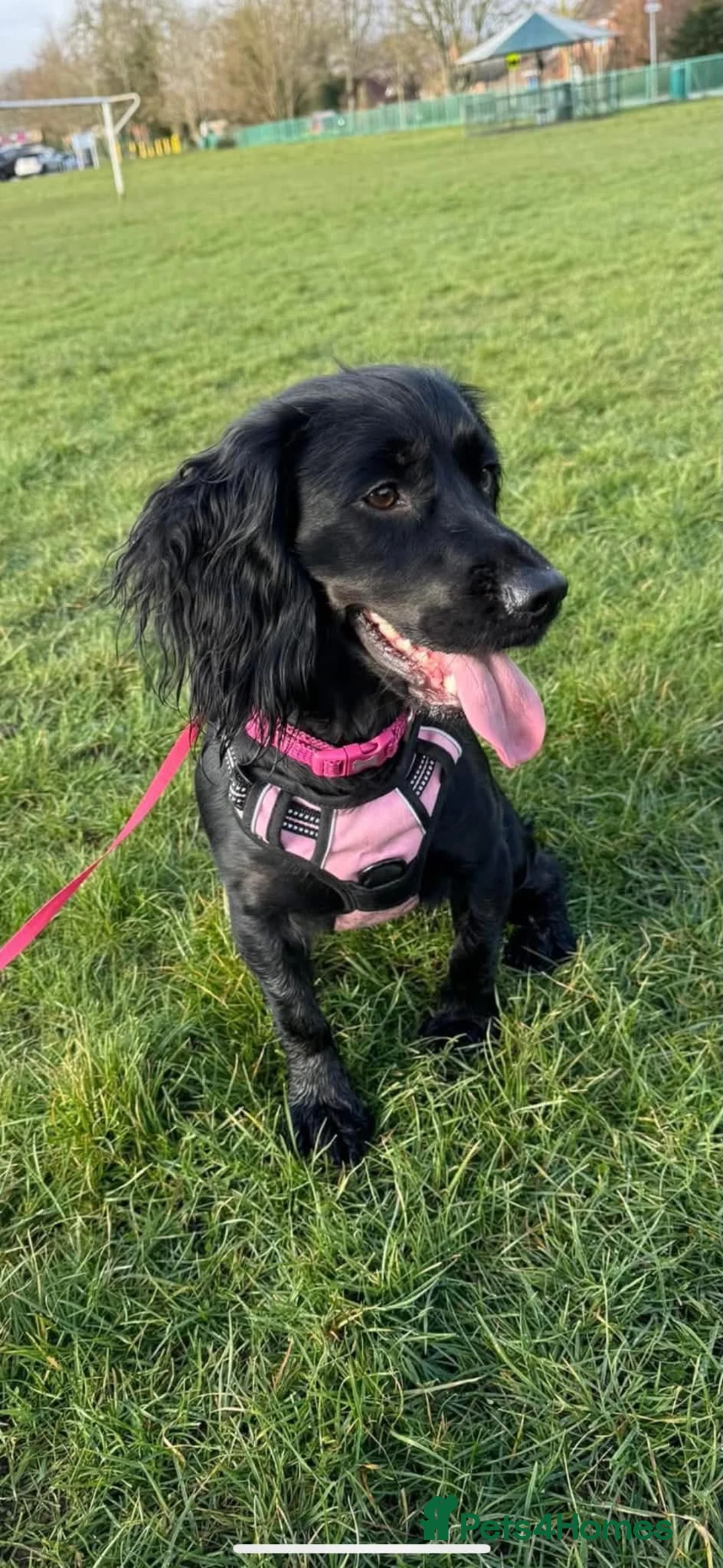 Cockapoo dogs for sale: Cockapoo f1b  in Lincoln - Advert 1