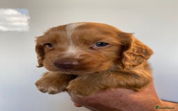 Sprocker dogs for sale: Gorgeous sprocker pups - Image 4
