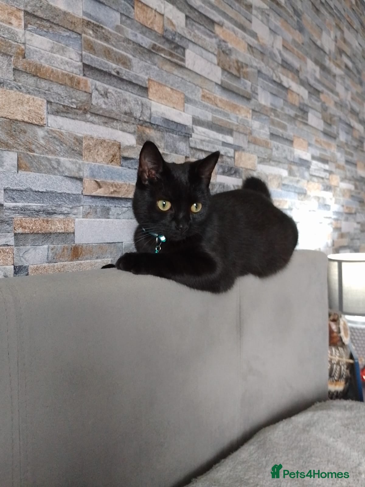 Bombay cats Cat for sale - Mowgli  - Advert 13