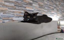 Bombay cats for sale: Cat for sale - Mowgli  - Advert 1