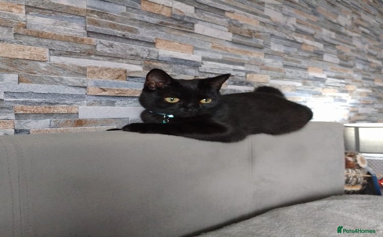 Bombay cats Cat for sale - Mowgli  - Advert 1