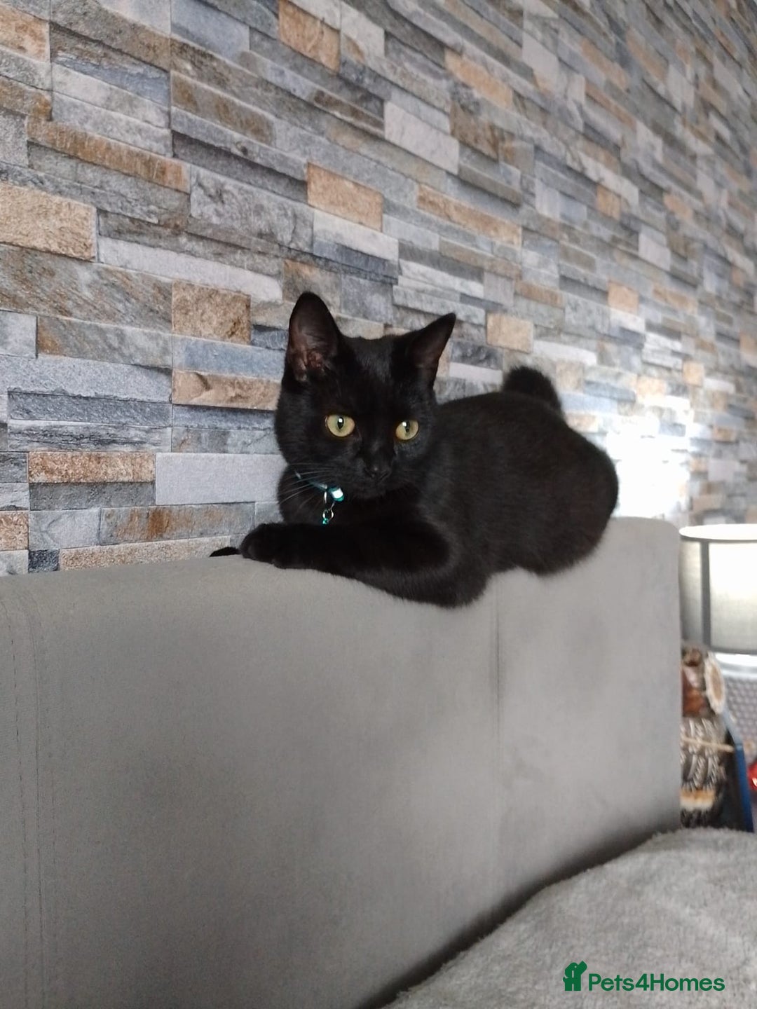 Bombay cats for sale: Cat for sale - Mowgli  - Advert 1