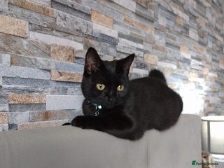 Bombay cats Cat for sale - Mowgli - Advert 1