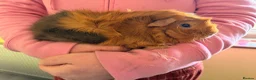 Guinea Pig rodents for sale: 4 Male Guinea Pigs in Hertford - Advert 5