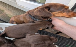 Mixed Breed dogs for sale: Jack Russell  X Spaniel  - Image 17