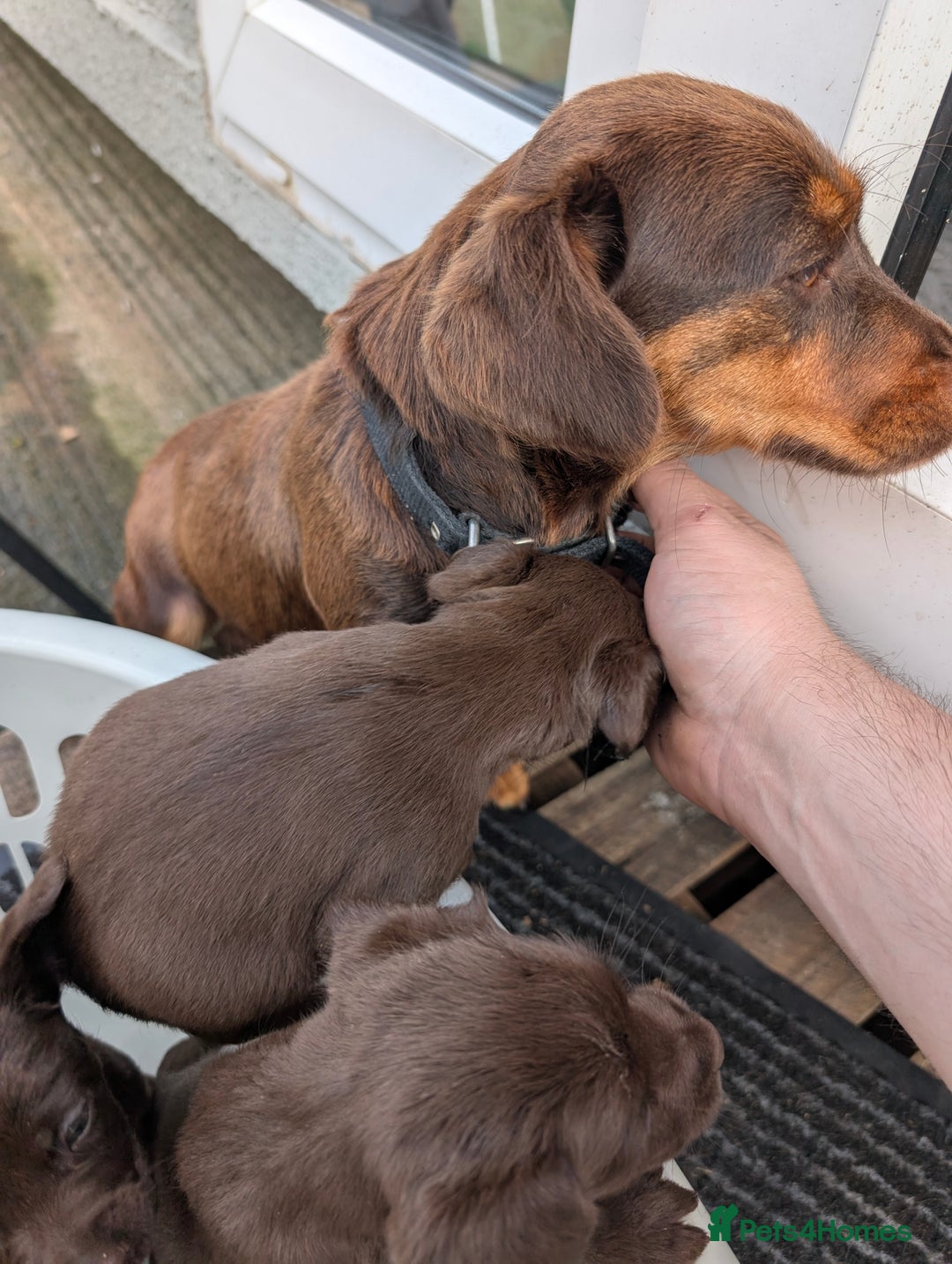 Mixed Breed dogs for sale: Jack Russell  X Spaniel  - Image 17