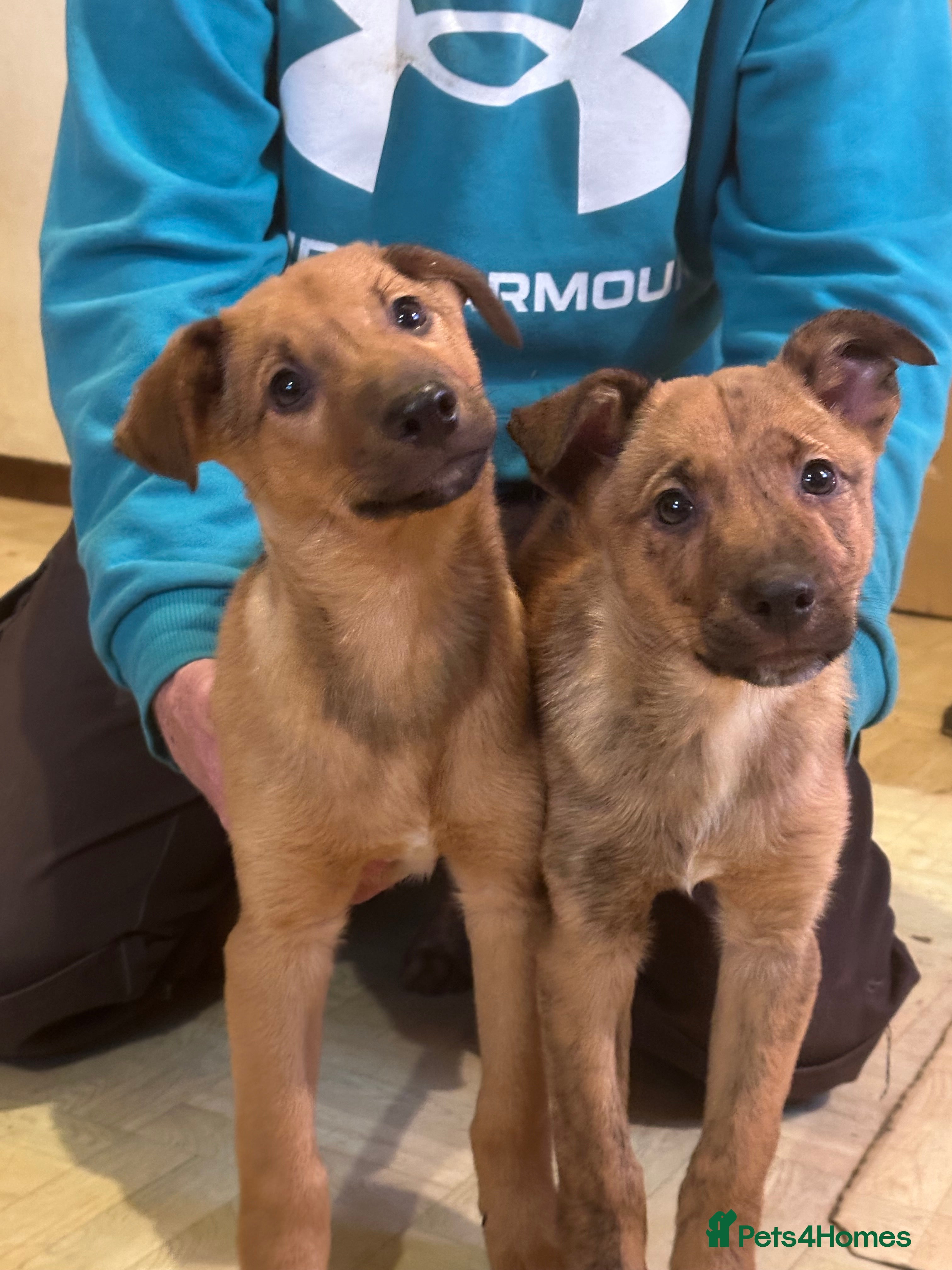 Mixed Breed dogs Kelpie x Collie puppies - Advert 15