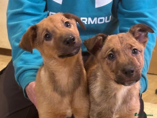 Mixed Breed dogs Kelpie x Collie puppies - Advert 15