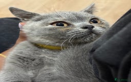 British Shorthair cats for sale: 🏡 Vaccinated Bsh kittens - GCCF parents - Image 22