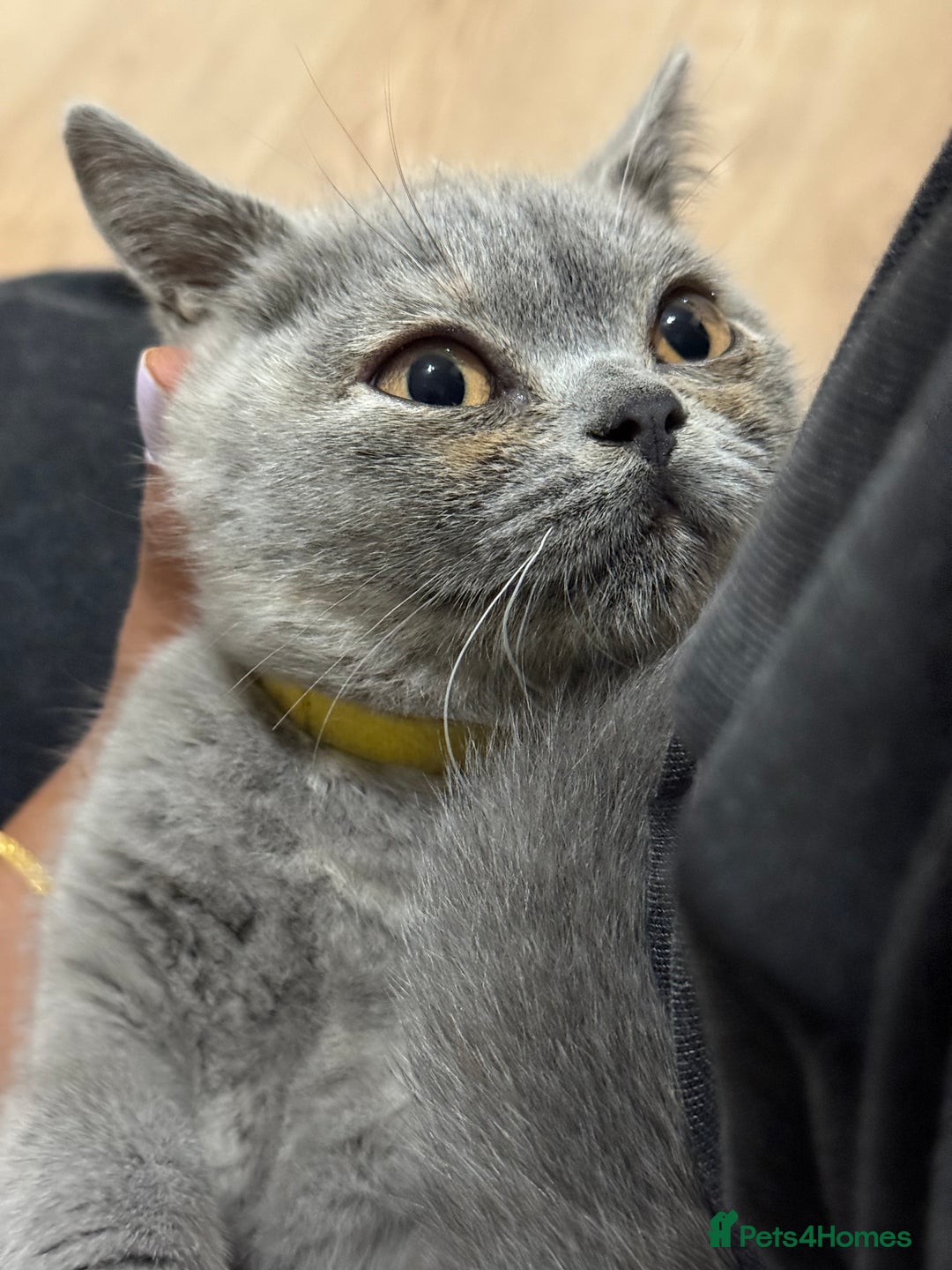 British Shorthair cats for sale: 🏡 Vaccinated Bsh kittens - GCCF parents - Image 22
