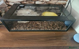 Python Snake reptiles for sale: Male Royal Python - Image 2