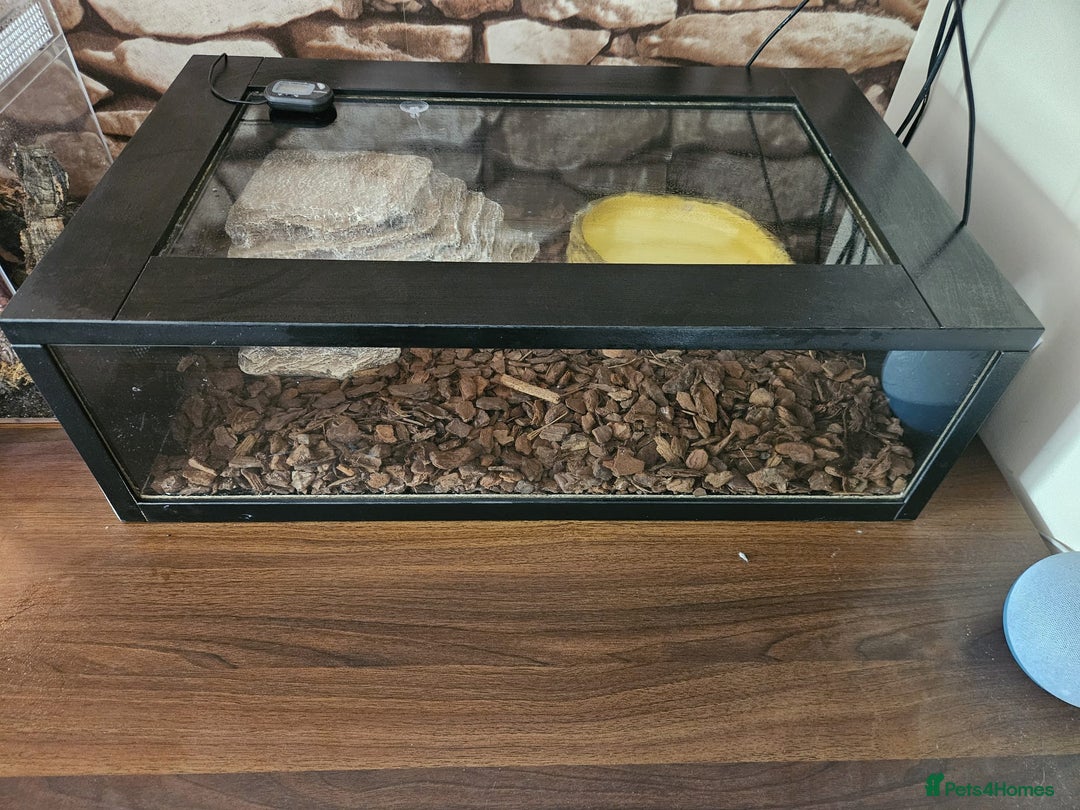 Python Snake reptiles for sale: Male Royal Python - Image 2