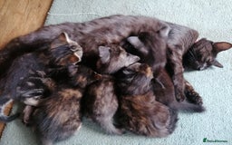 Domestic Shorthair cats for sale: Stunning kittens for sale  - Image 26