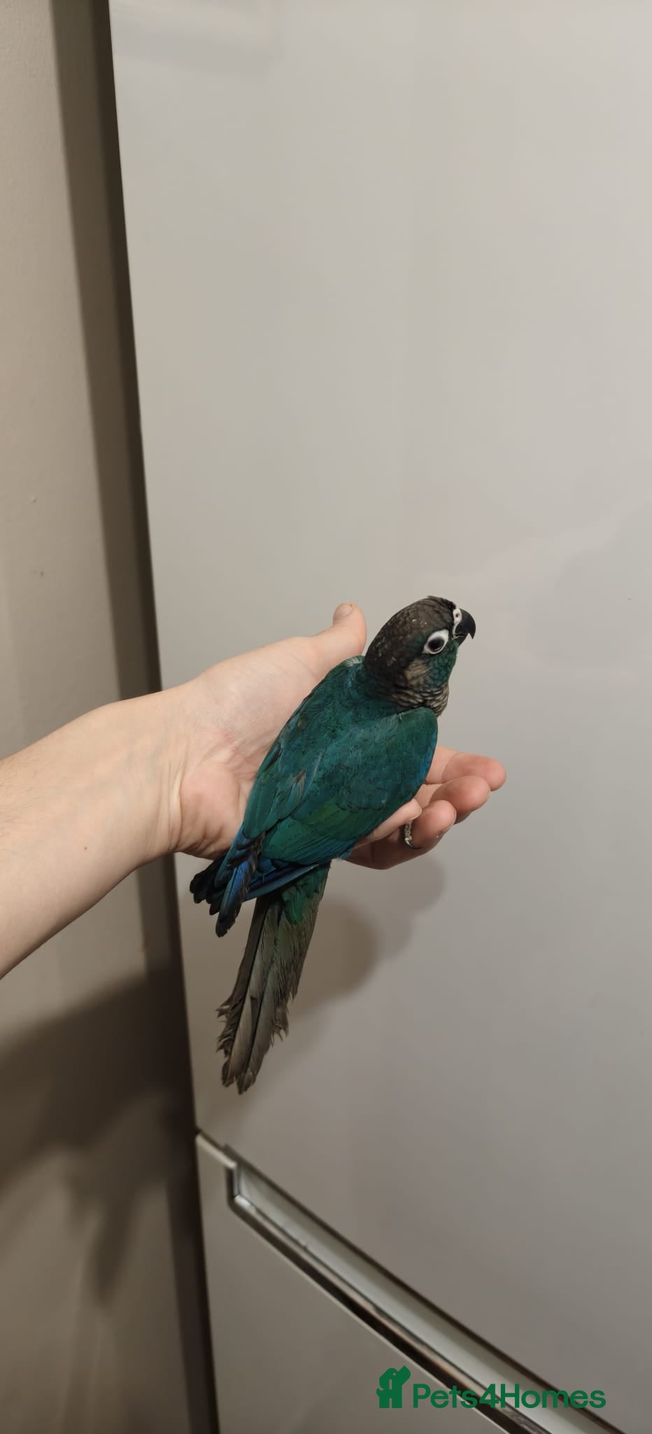 Conures birds Pineapple and cinnamon baby conures  - Advert 2