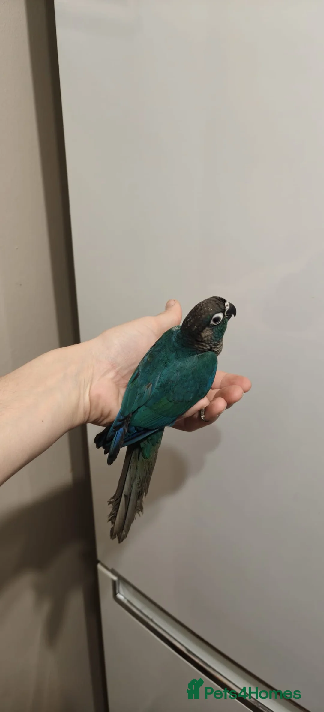 Conures birds for sale: Pineapple and cinnamon baby conures  - Advert 2