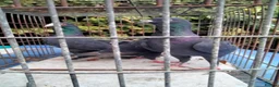 Pigeons birds for sale: Pigeones for sale in hackney London  - Advert 8