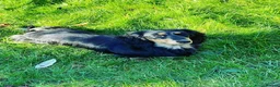 Miniature Dachshund dogs for sale: Beautiful dachshund looking for a new home  - Advert 3