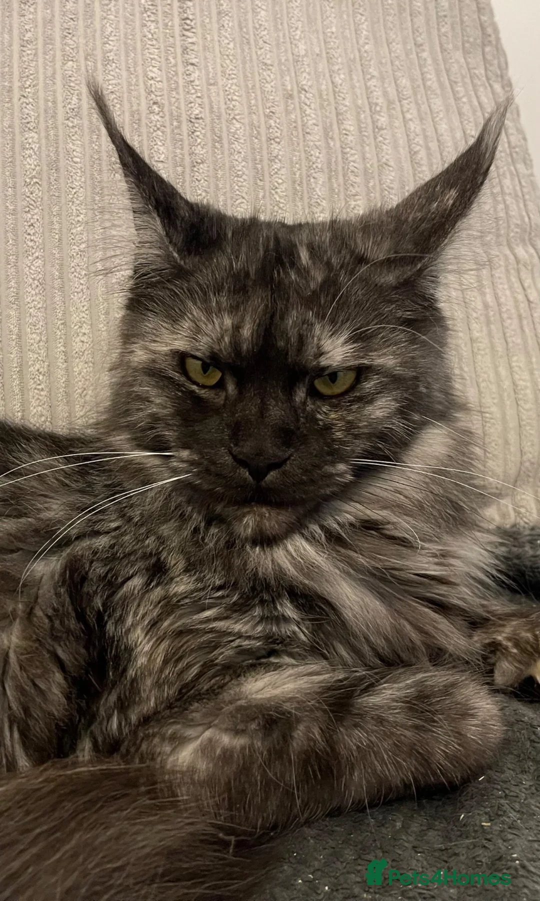 Maine Coon cats for sale: READY NOW - Exceptional loving & affectionate MC’s - Advert 12