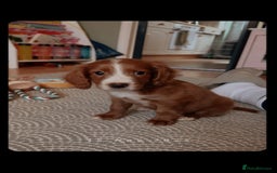 Cavapoo dogs for sale: Cavapoo puppy 9 weeks old - Advert 1