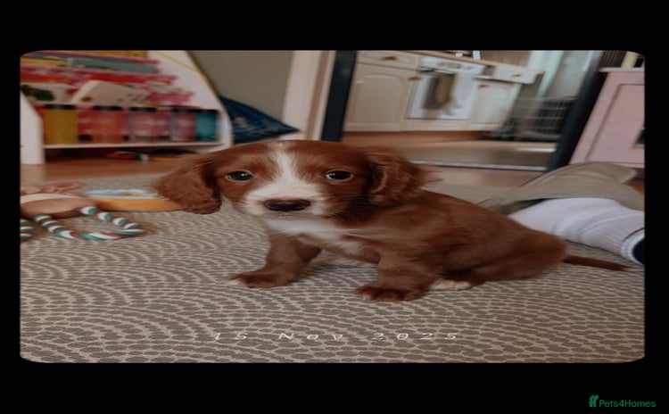 Cavapoo dogs Cavapoo puppy 9 weeks old - Advert 10