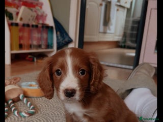 Cavapoo dogs Cavapoo puppy 9 weeks old - Advert 2