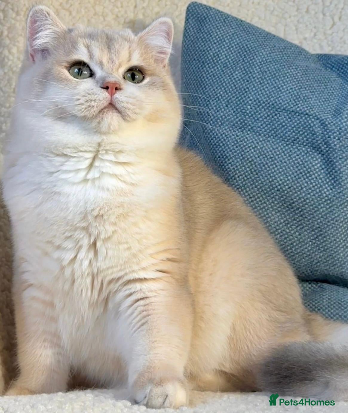 British Shorthair cats UK’s Best Male BSH Blue Golden Chinchilla, Helios - Advert 1