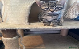 Mixed Breed cats for sale: 2 stunning little kittens for sale - Image 2