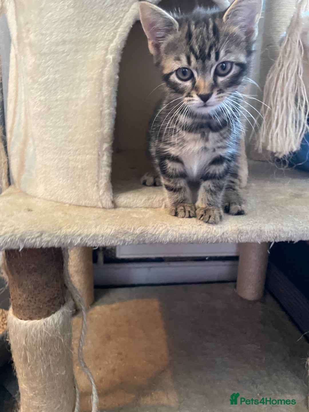 Mixed Breed cats for sale: 2 stunning little kittens for sale - Image 2