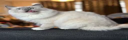 Ragdoll cats for sale: Stunning 10 month old  ragdoll boy - Advert 4