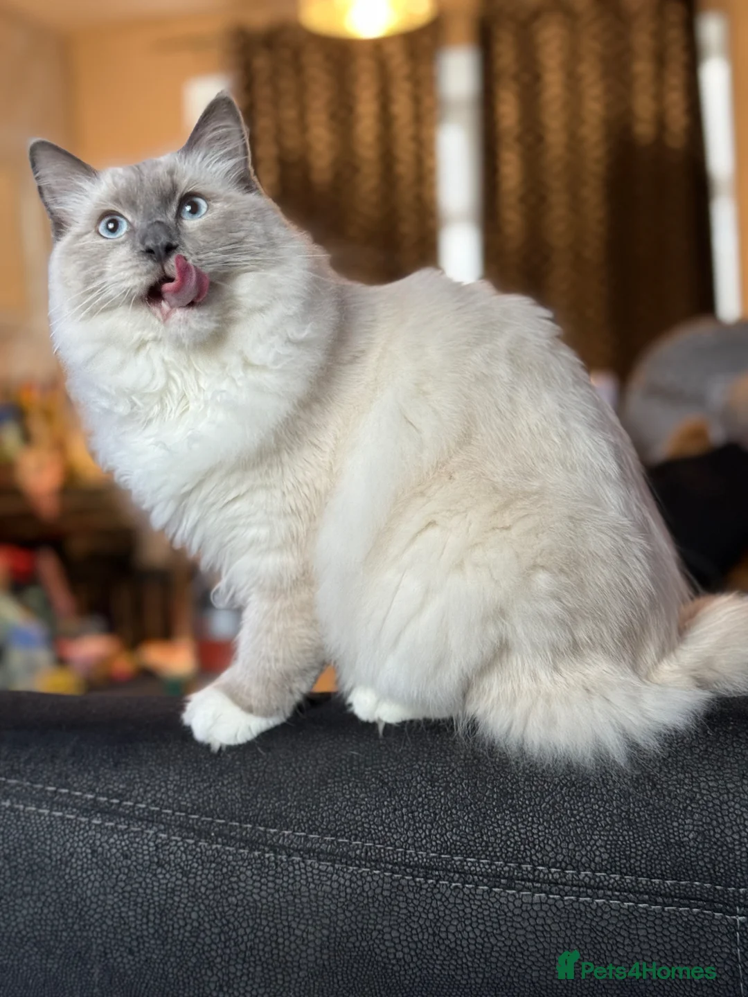 Ragdoll cats for sale: Stunning 10 month old  ragdoll boy - Advert 4
