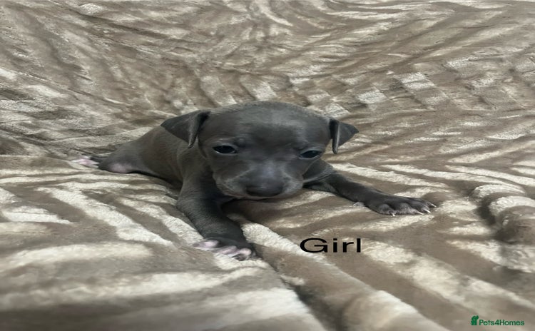 Italian Greyhound dogs - Advert 2