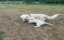 Golden Retriever dogs for sale: Gorgeous KC registered Golden Retriever puppies - Image 2