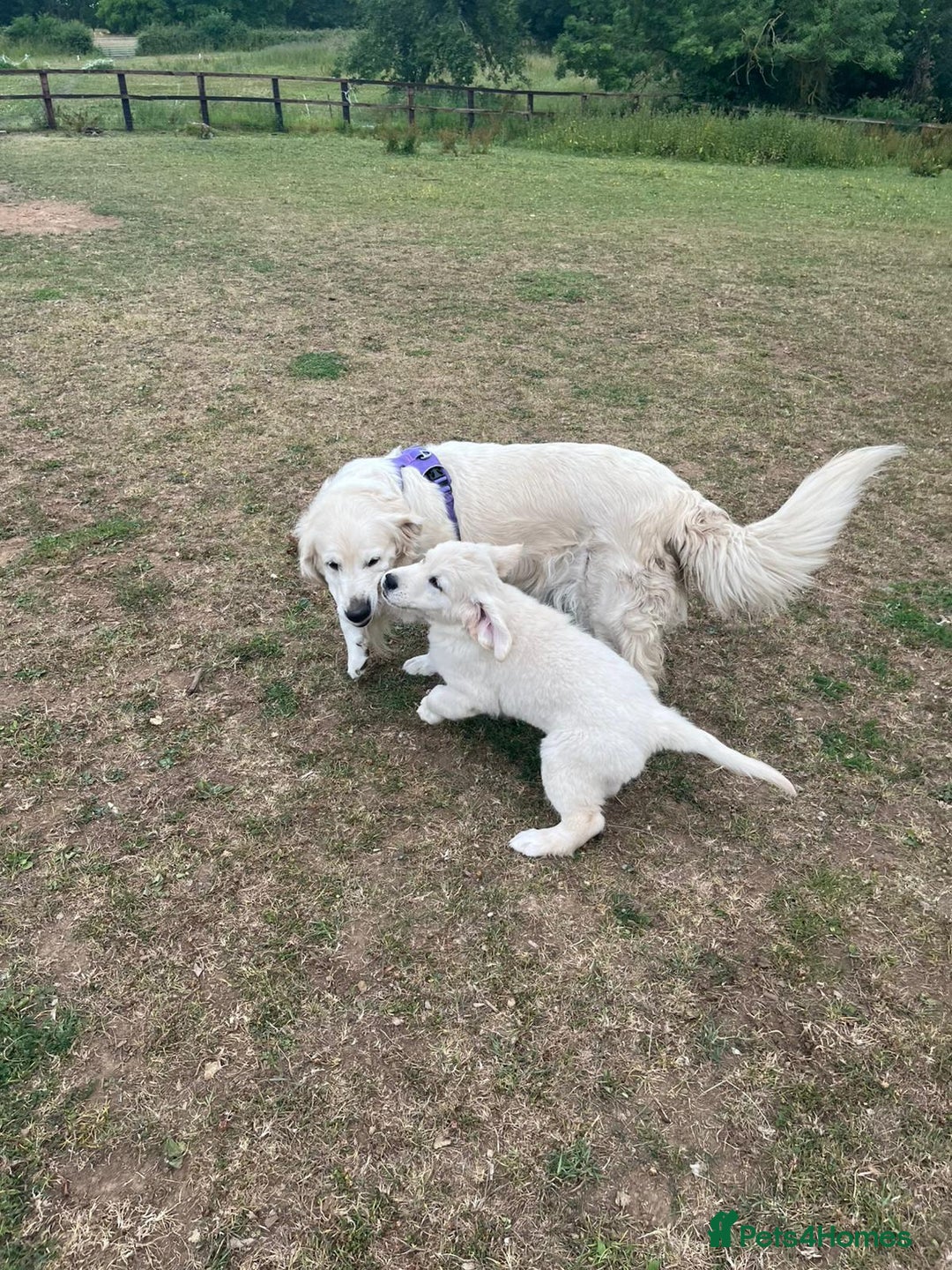 Golden Retriever dogs for sale: Gorgeous KC registered Golden Retriever puppies - Image 2