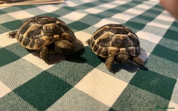 Tortoise reptiles for sale: Baby Tortoises Herman & Marginates - Image 6