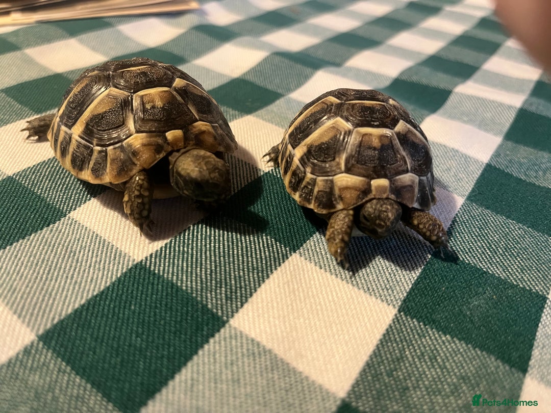 Tortoise reptiles for sale: Baby Tortoises Herman & Marginates - Image 6