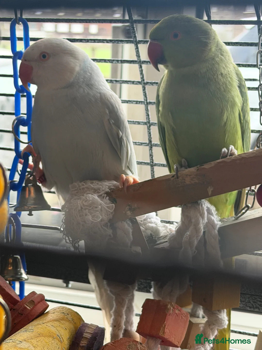 Ringnecks birds for sale: Indian ring neck - Advert 2