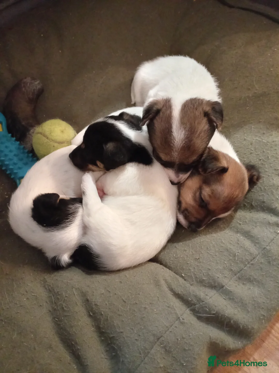 Jack Russell dogs for sale: Jack Russell puppies for sale  - Advert 4